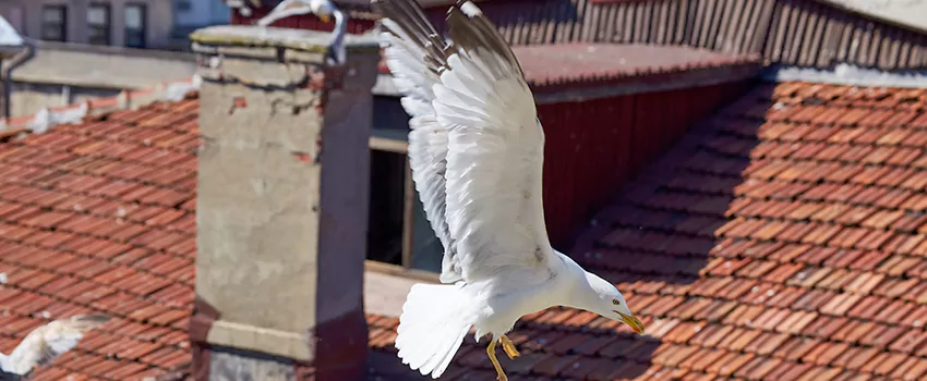Residential Chimney Animal Removal Solution in Middleton, WI