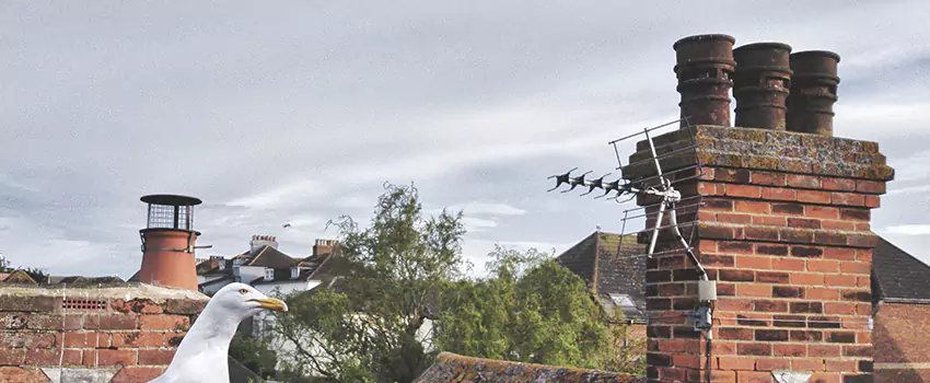 Chimney Cleaning And Restoration in Middleton, Wisconsin